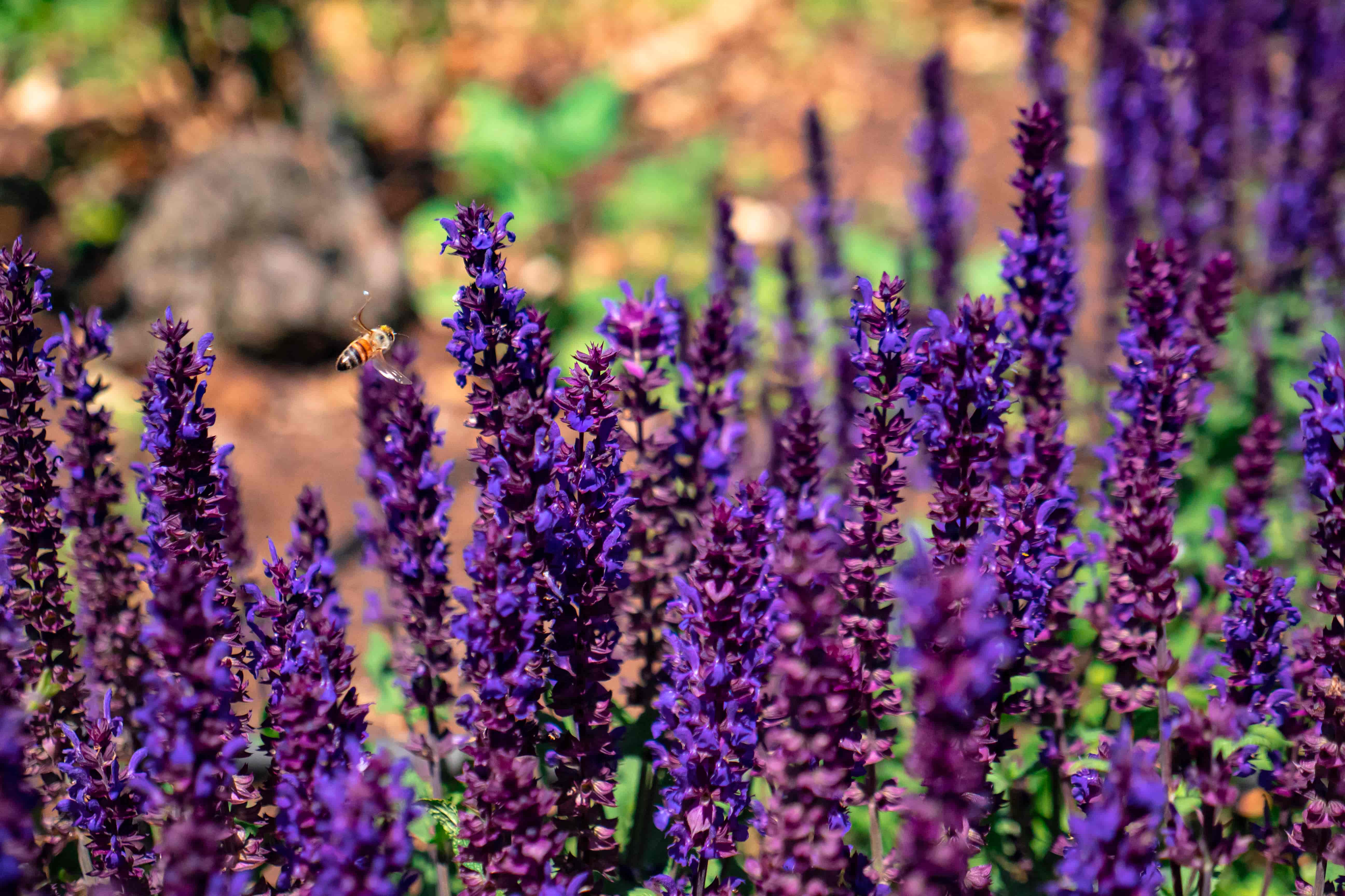 Bees flying among purple flower spikes with a soft-focus garden path behind