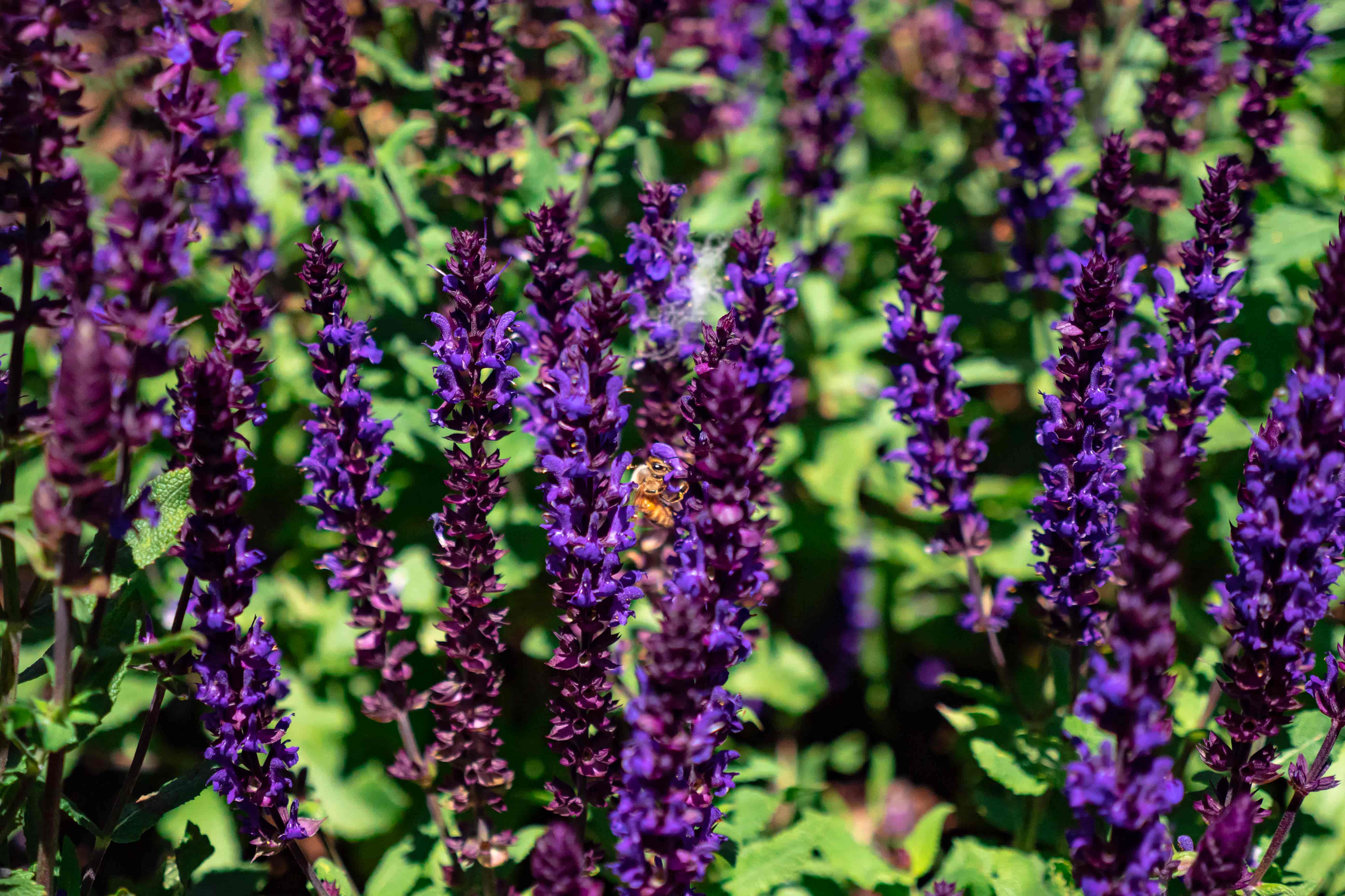 Close view of dense spikes of purple flowers in full bloom against green leaves