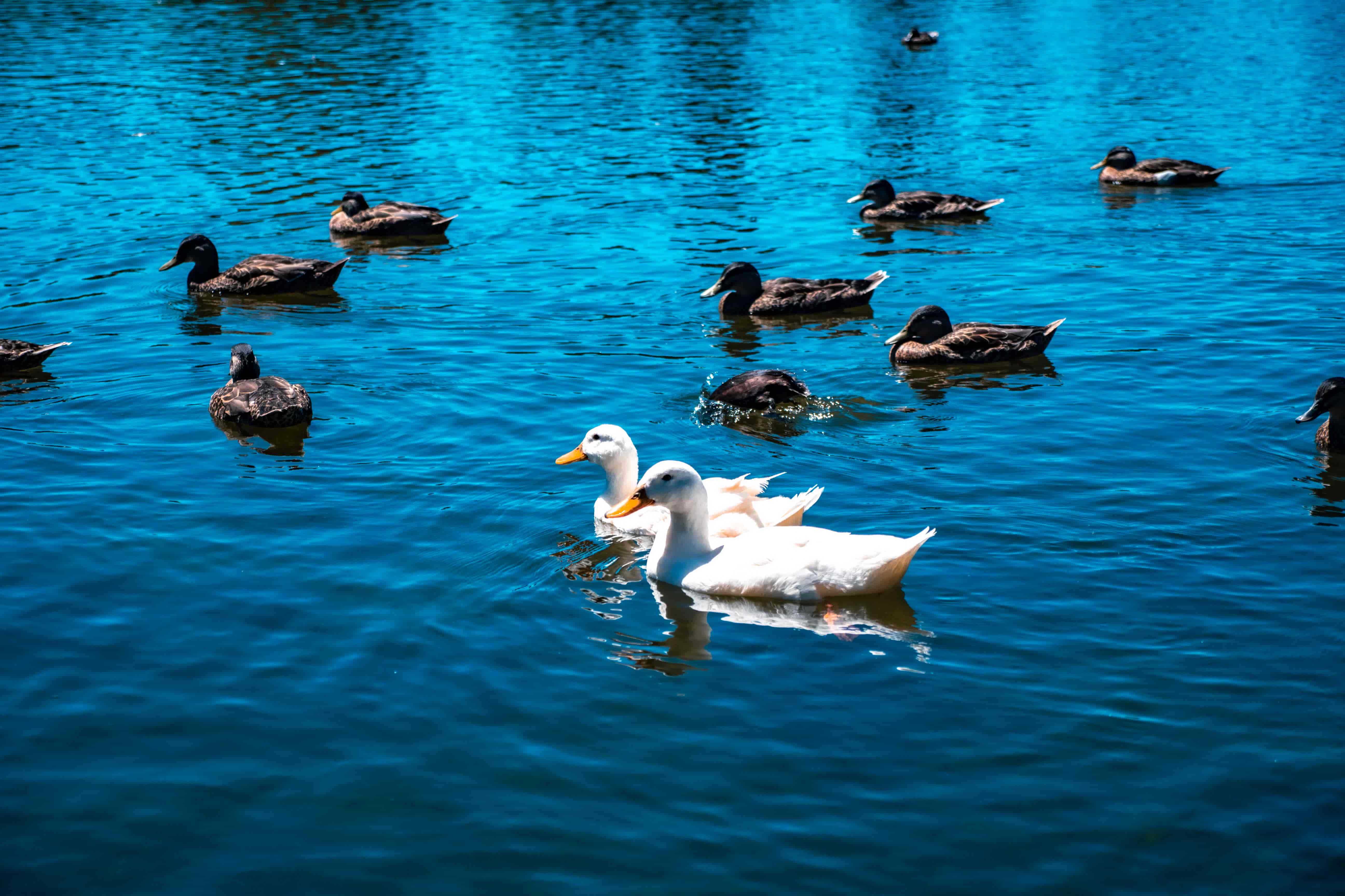 Two white ducks swimming among brown ducks on a sparkling blue lake