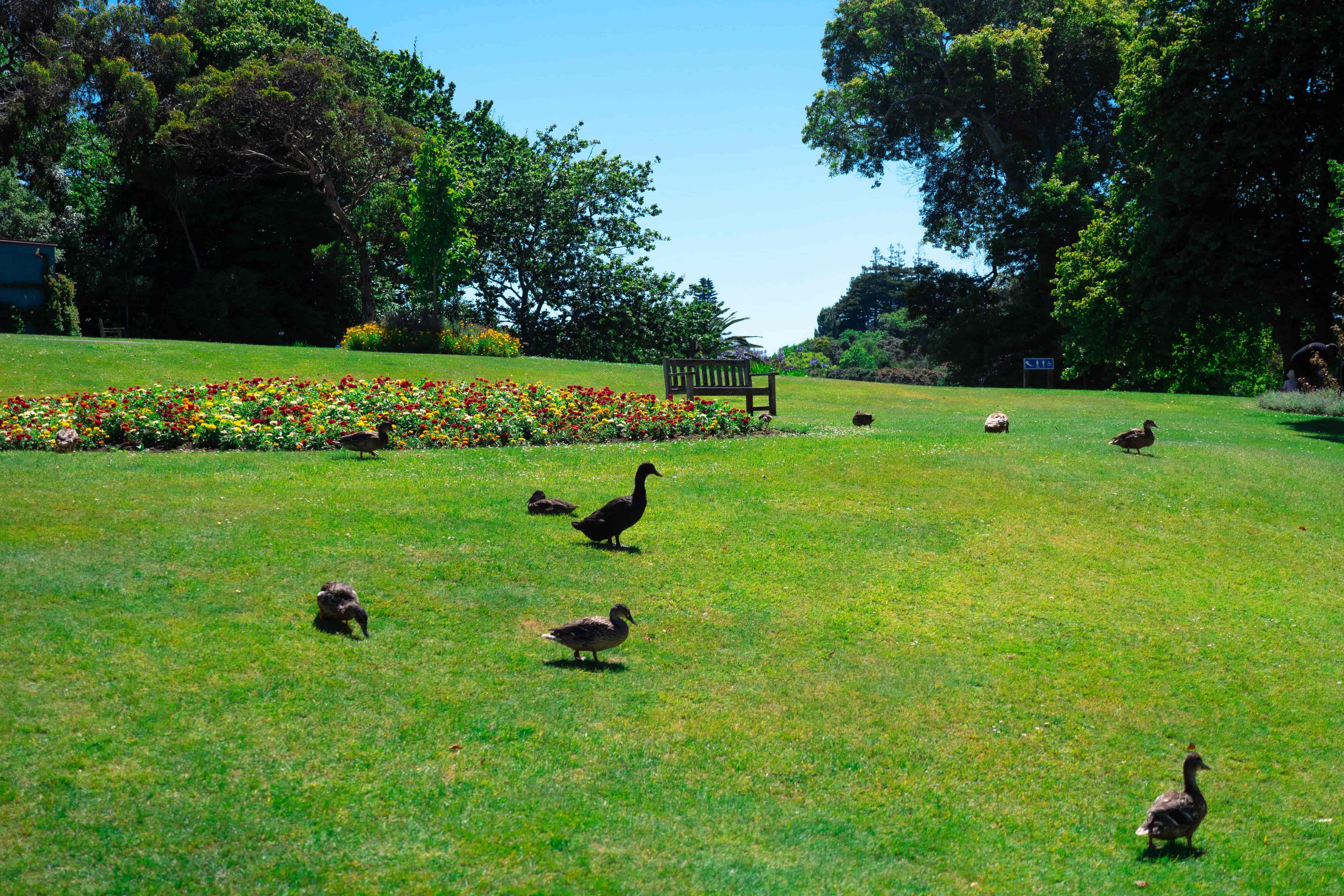 Ducks wandering across a sunlit green lawn with flower beds and tall trees in a park