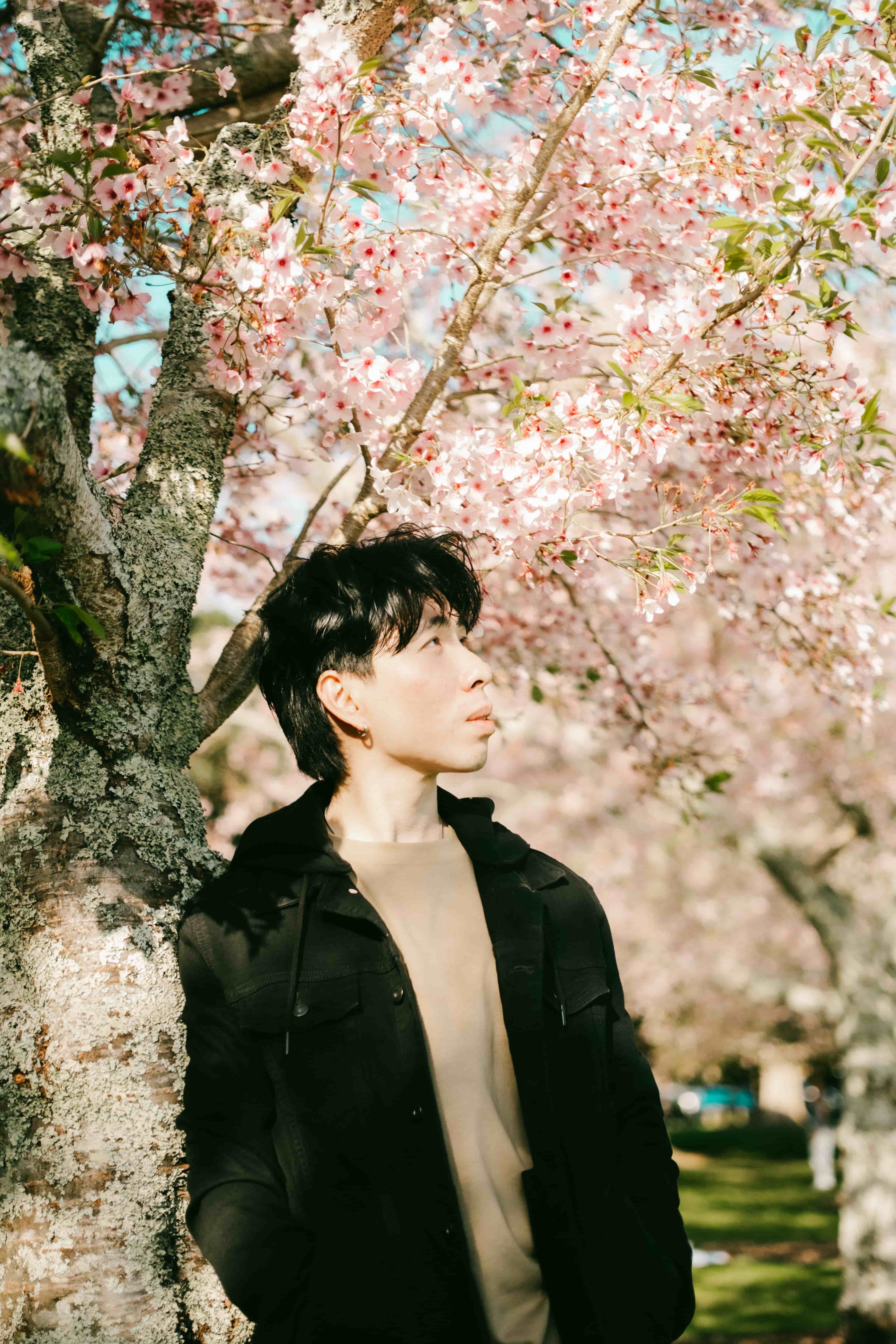Young man in a black jacket leaning against a cherry blossom trunk, looking up at the pink flowers