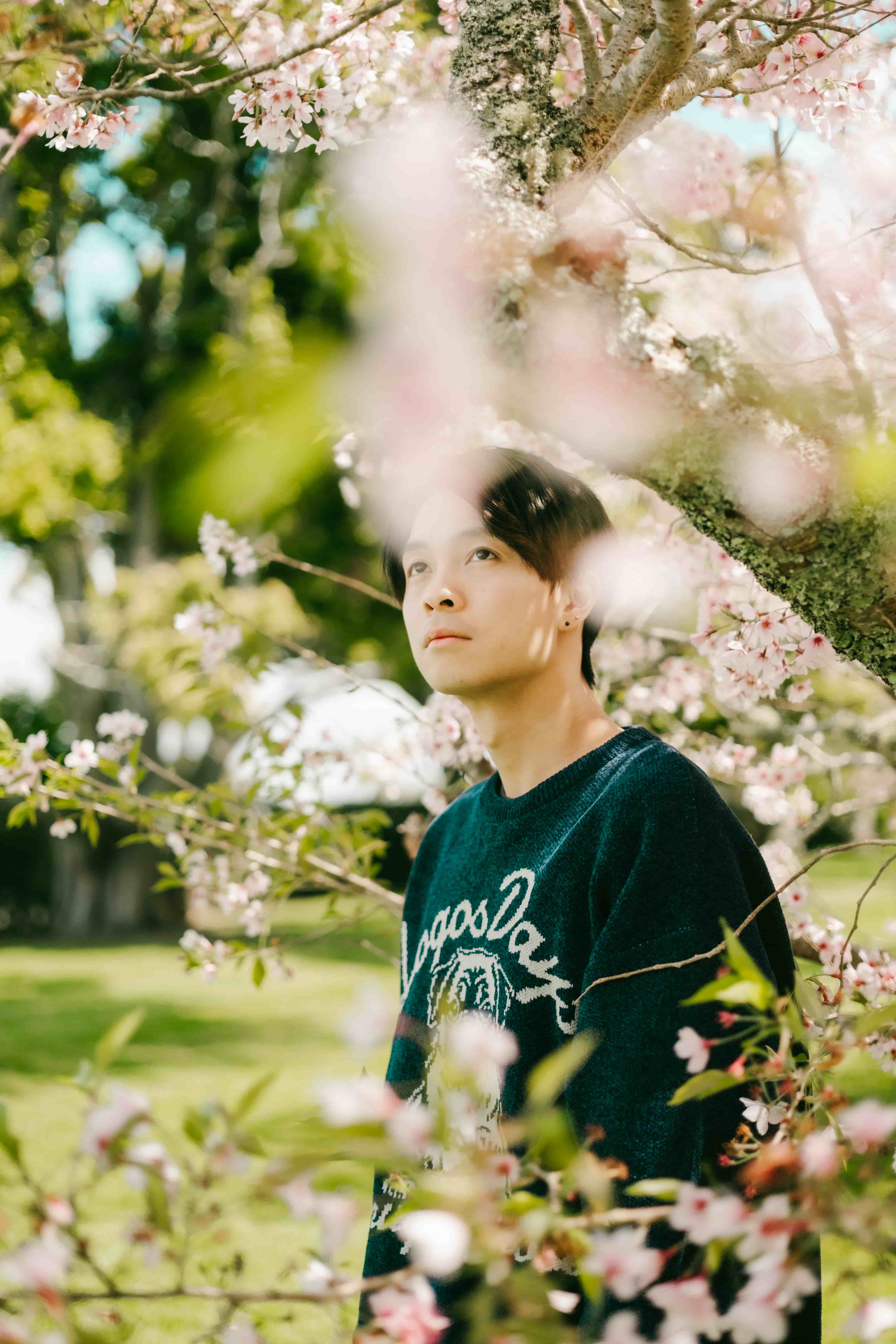 Young man in a navy sweater looking up, half hidden behind soft pink cherry blossom