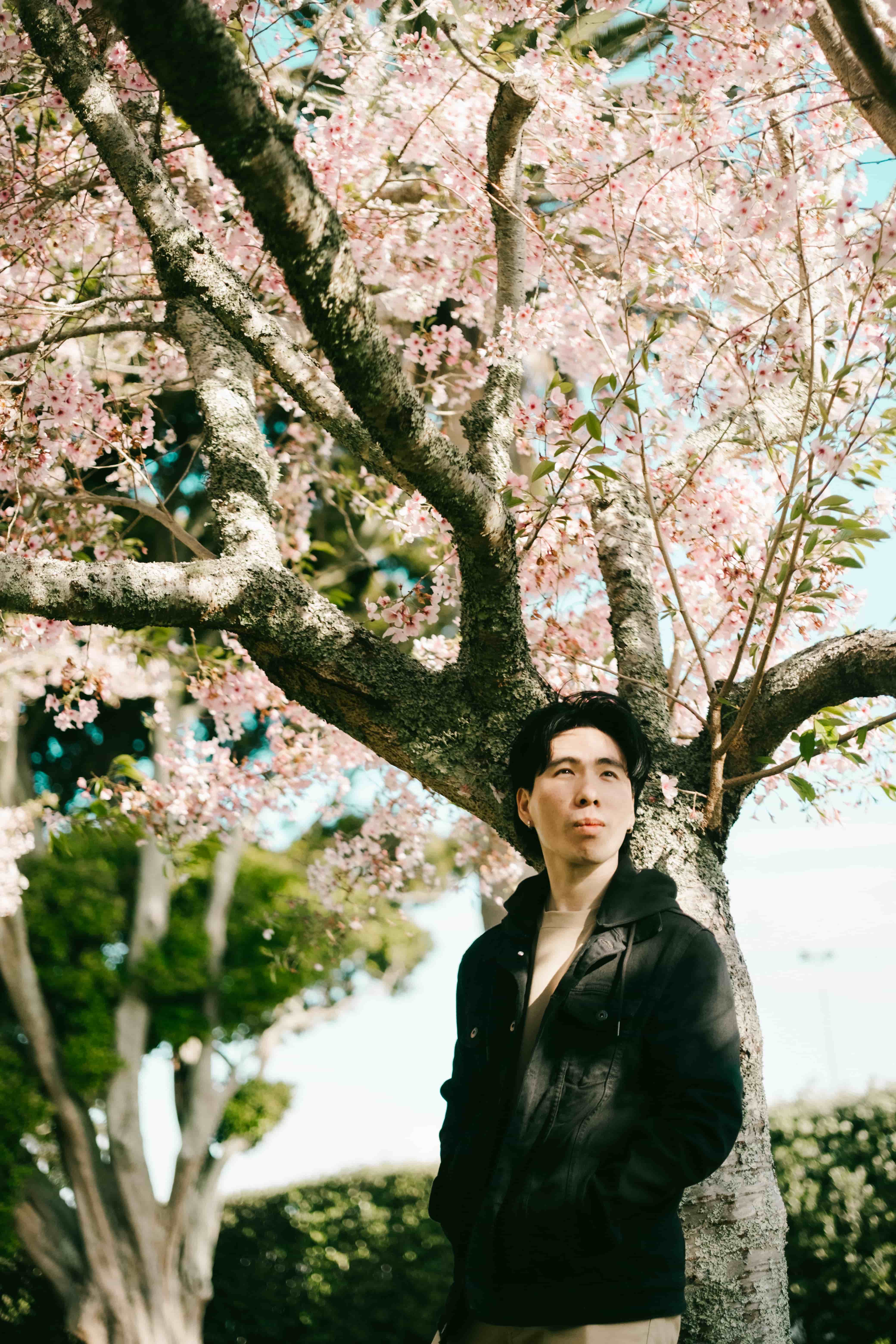 Young man in a black jacket standing beneath the spreading branches of a cherry blossom tree