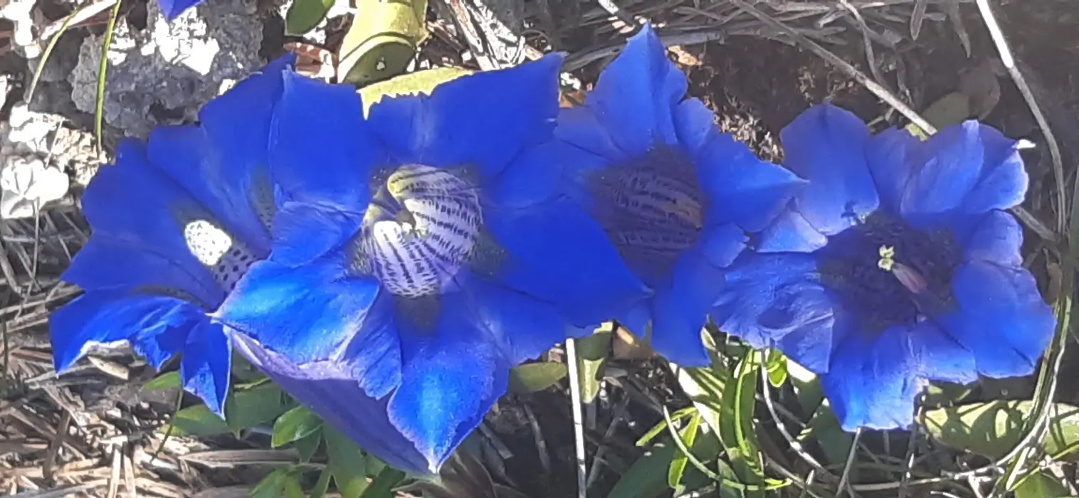Close-up of four vibrant blue gentian flowers growing among green leaves and soil.