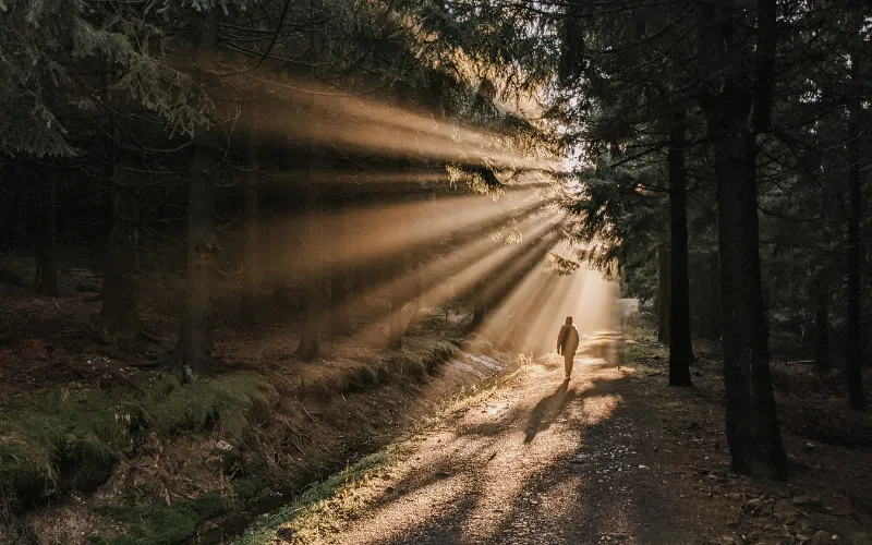 sylvotherapie marche sensorielle forêt
