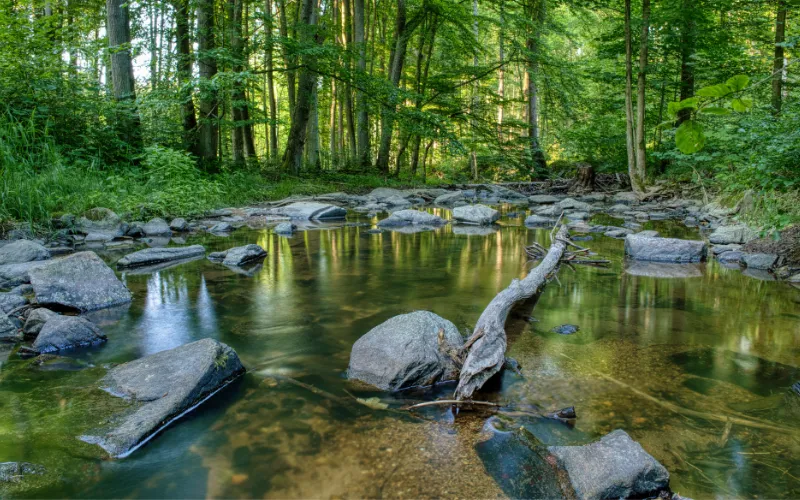 forêt ressourçante