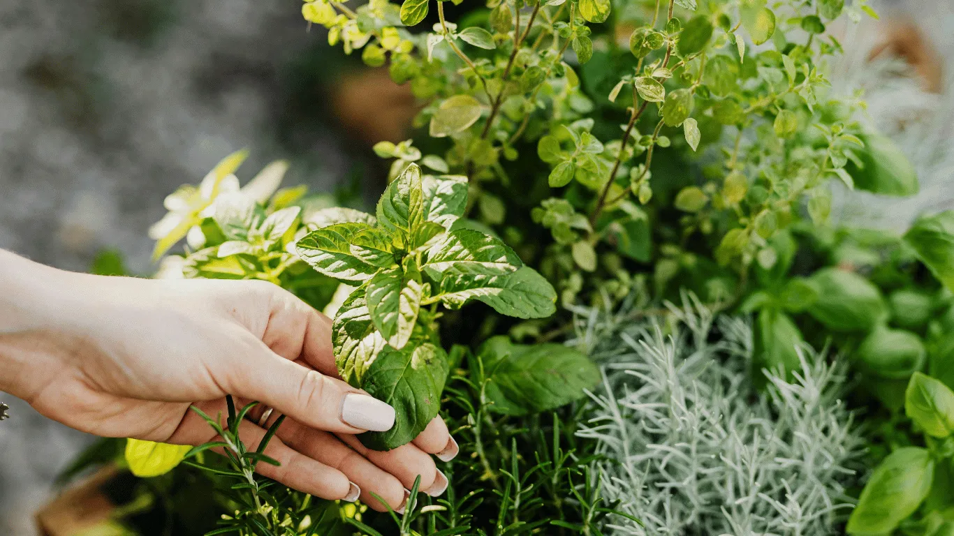 Yoga-plantes-réduire-le-stress