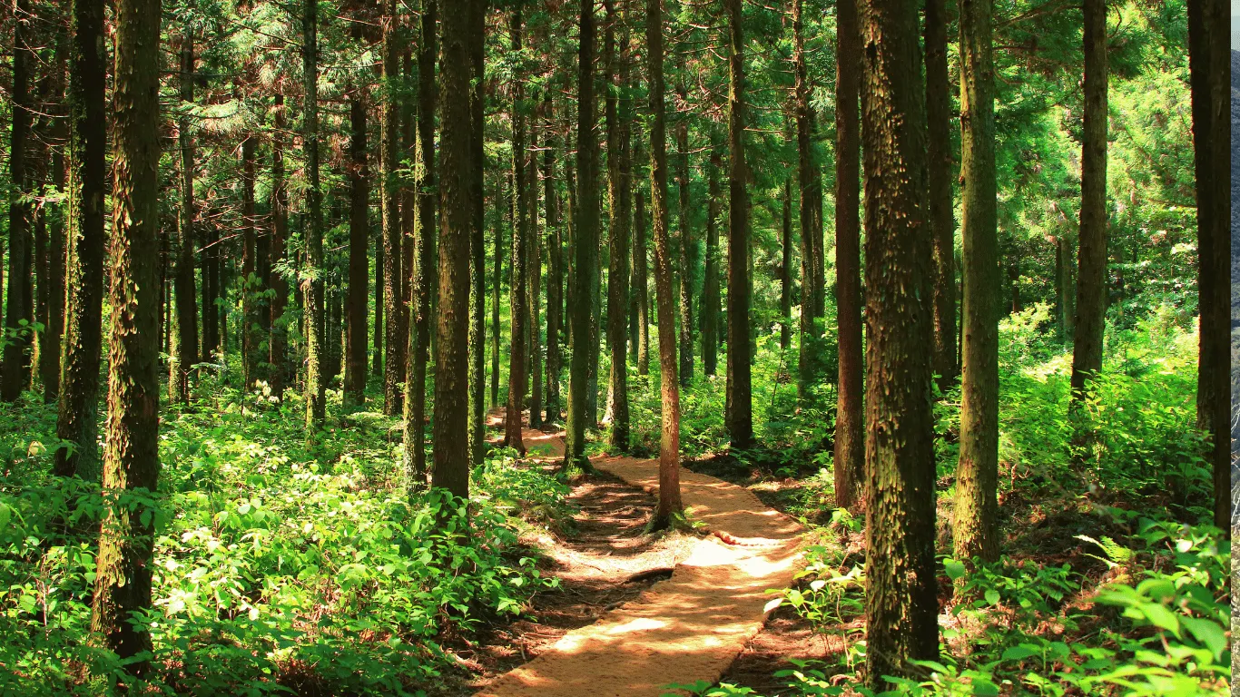 Forêt-nature-chemin-guérison