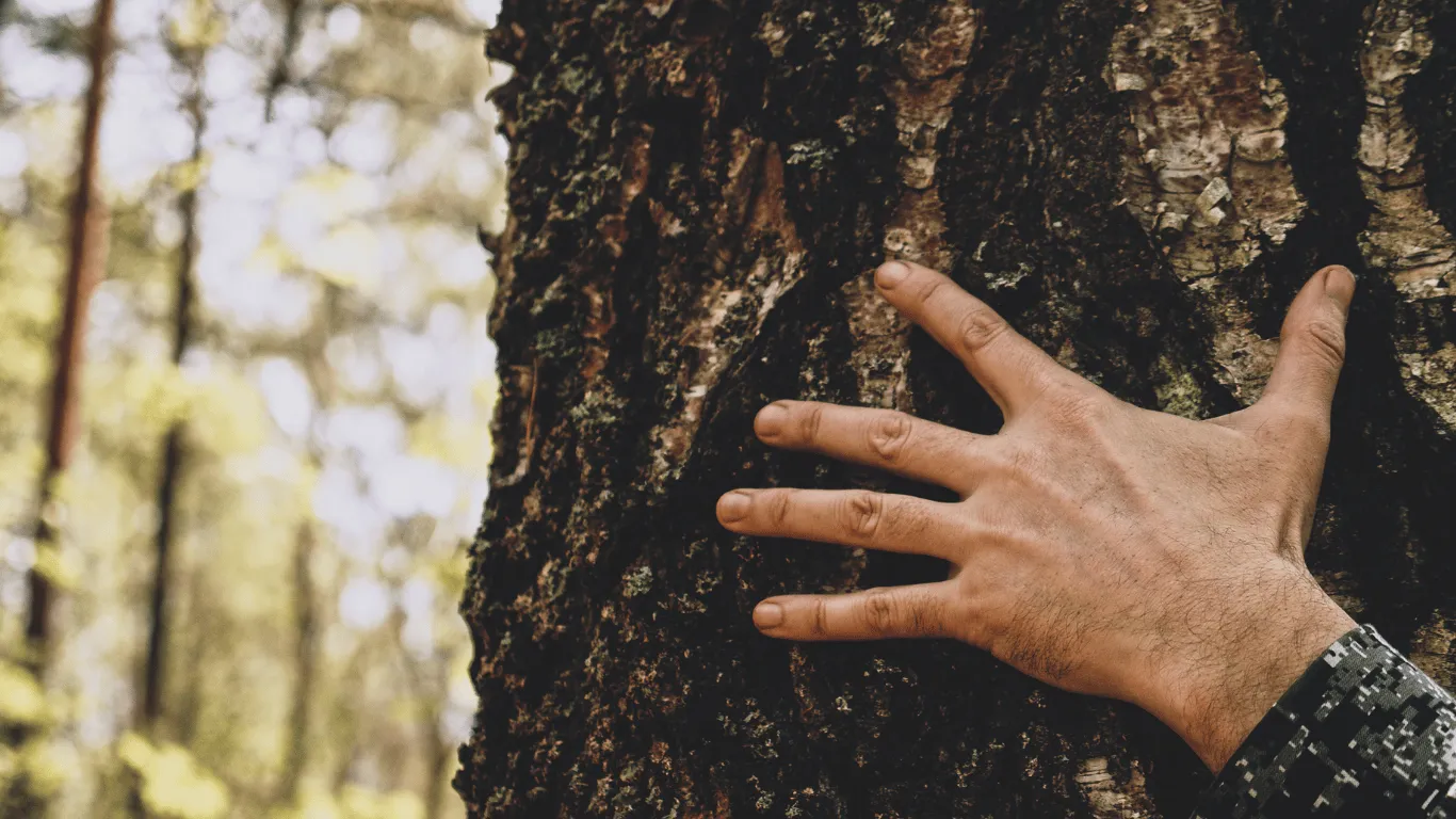 Arbre-toucher-ecorce-sylvothérapie