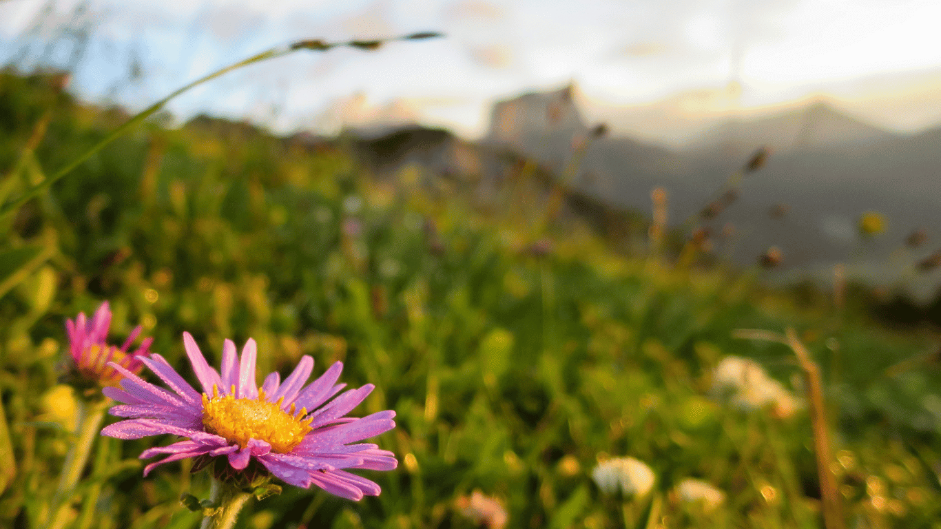 emmerveillement-fleur-paysage-montagne