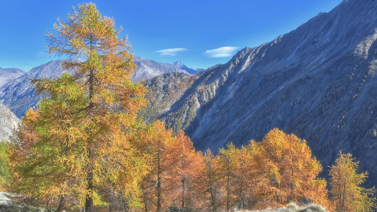 meleze-automne-queyras-randonnée