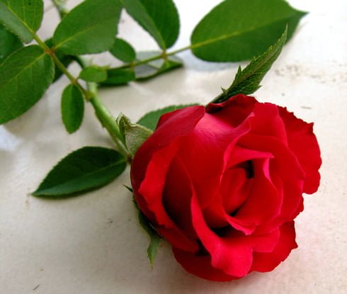red_rose_engla.jpg