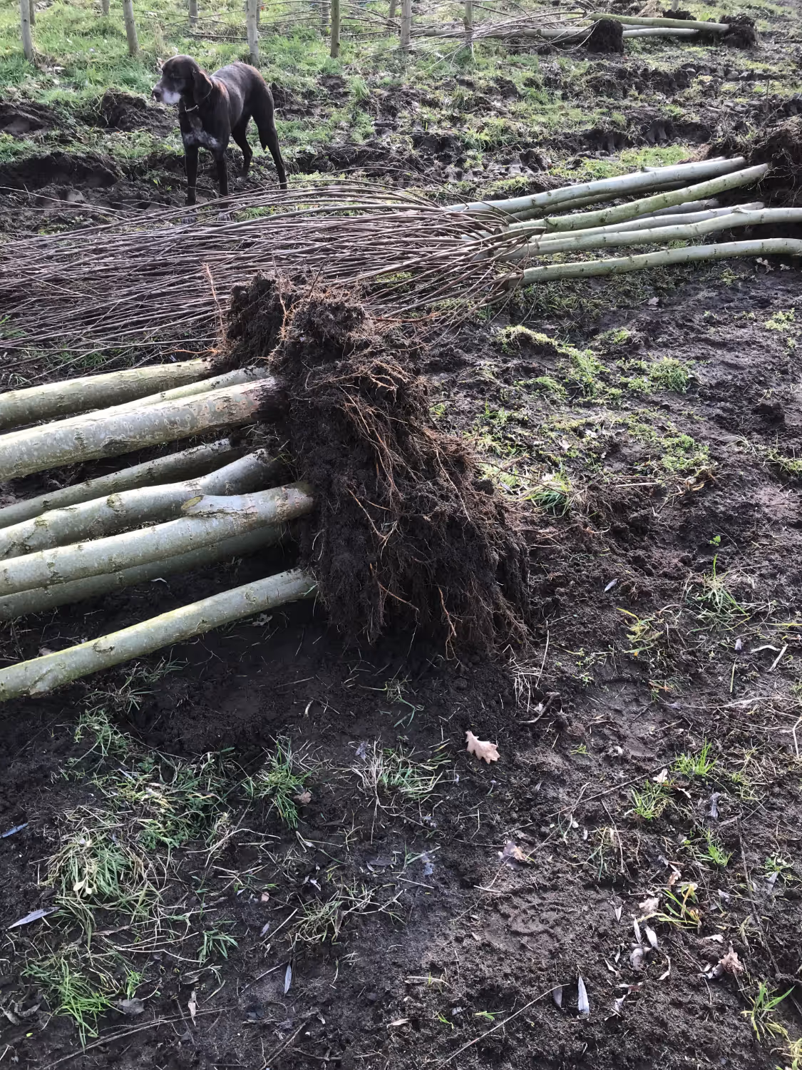 Een zwarte hond staat op modderige grond naast een stapel ontwortelde boomstammen met verstrengelde wortels. Het tafereel is aards en rustiek en suggereert een natuurlijke omgeving.