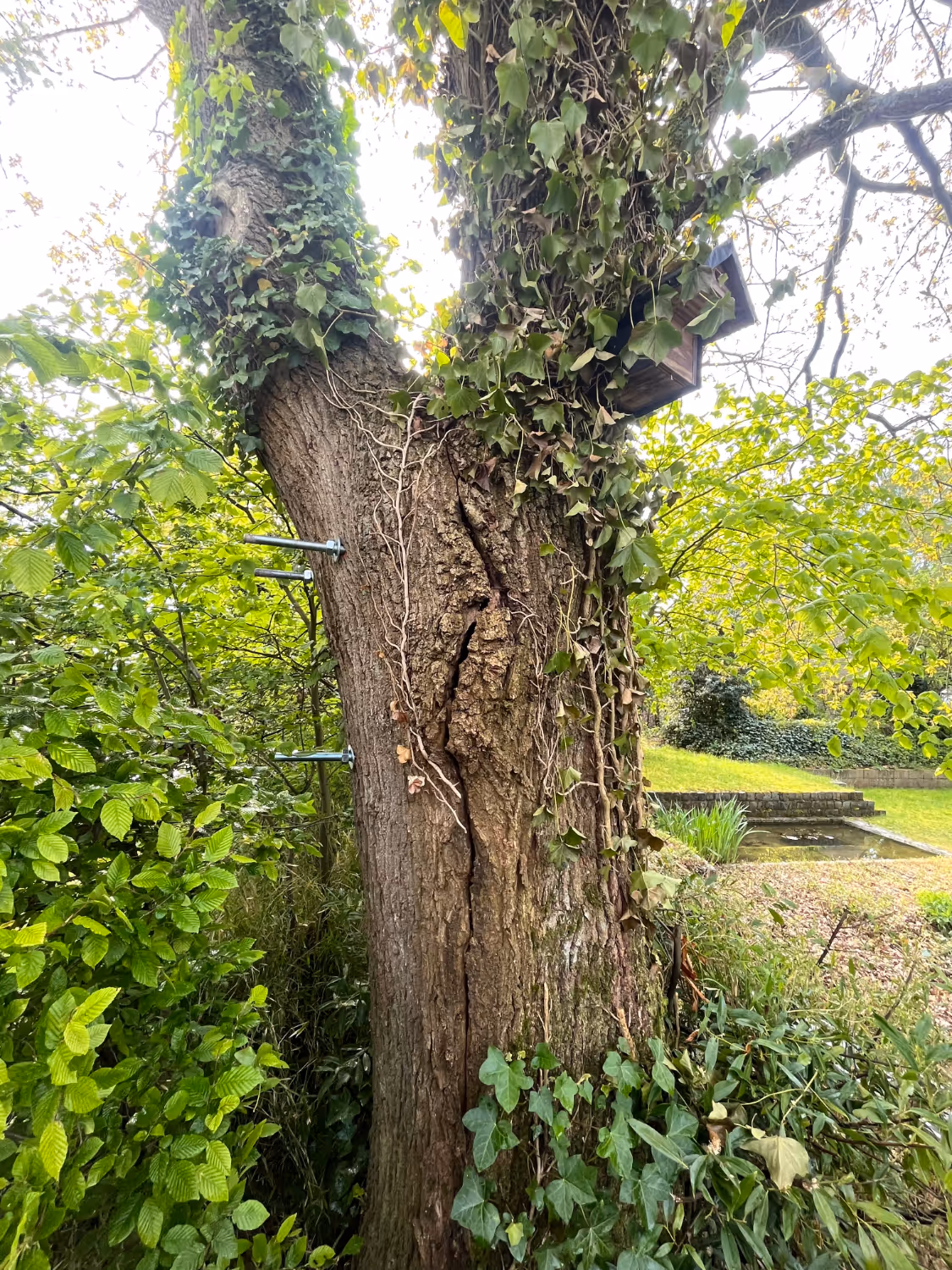 Een grote boomstam met gebarsten schors en klimop die langs de stam omhoog groeit, staat naast een weelderige groene tuin. Metalen steunen zijn met bouten aan de boom bevestigd.