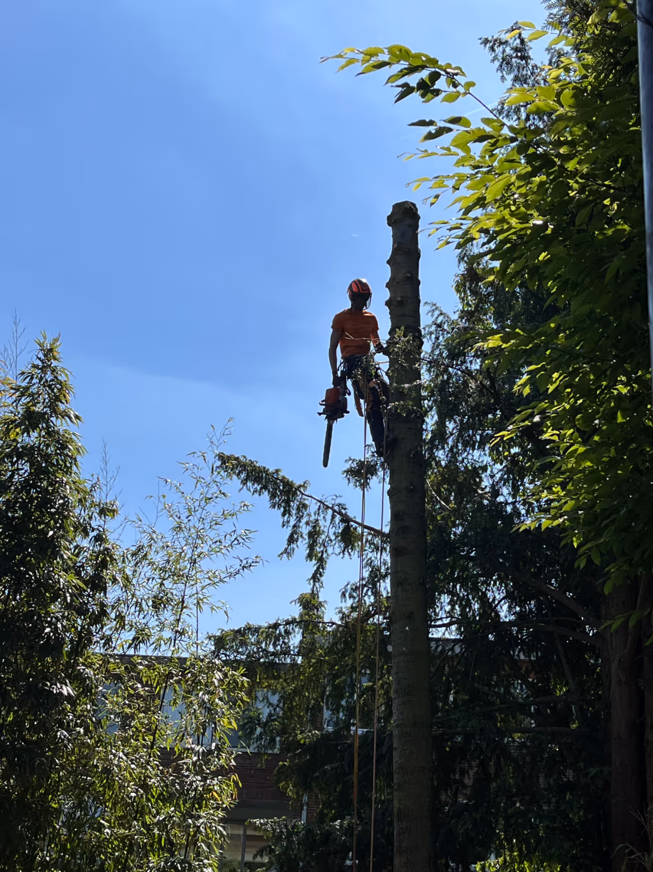 Een boomchirurg in veiligheidsuitrusting gebruikt een kettingzaag om op een zonnige dag een hoge boom te snoeien, omringd door weelderig groen, wat een gevoel van concentratie en precisie uitstraalt.