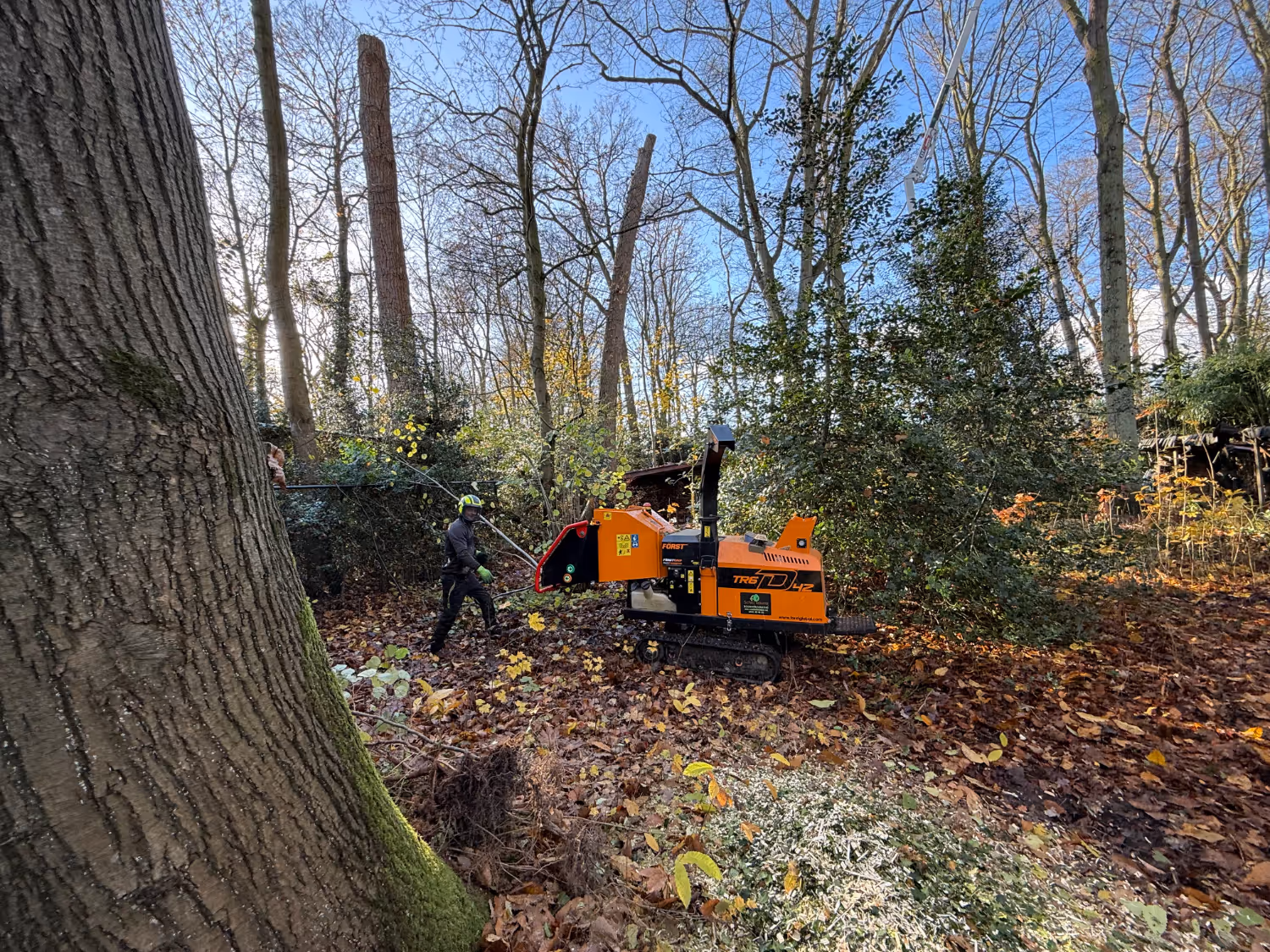 Een persoon bedient een oranje houtversnipperaar in een bos. Omringd door bomen en gevallen bladeren straalt het tafereel een herfstachtige werkomgeving uit.