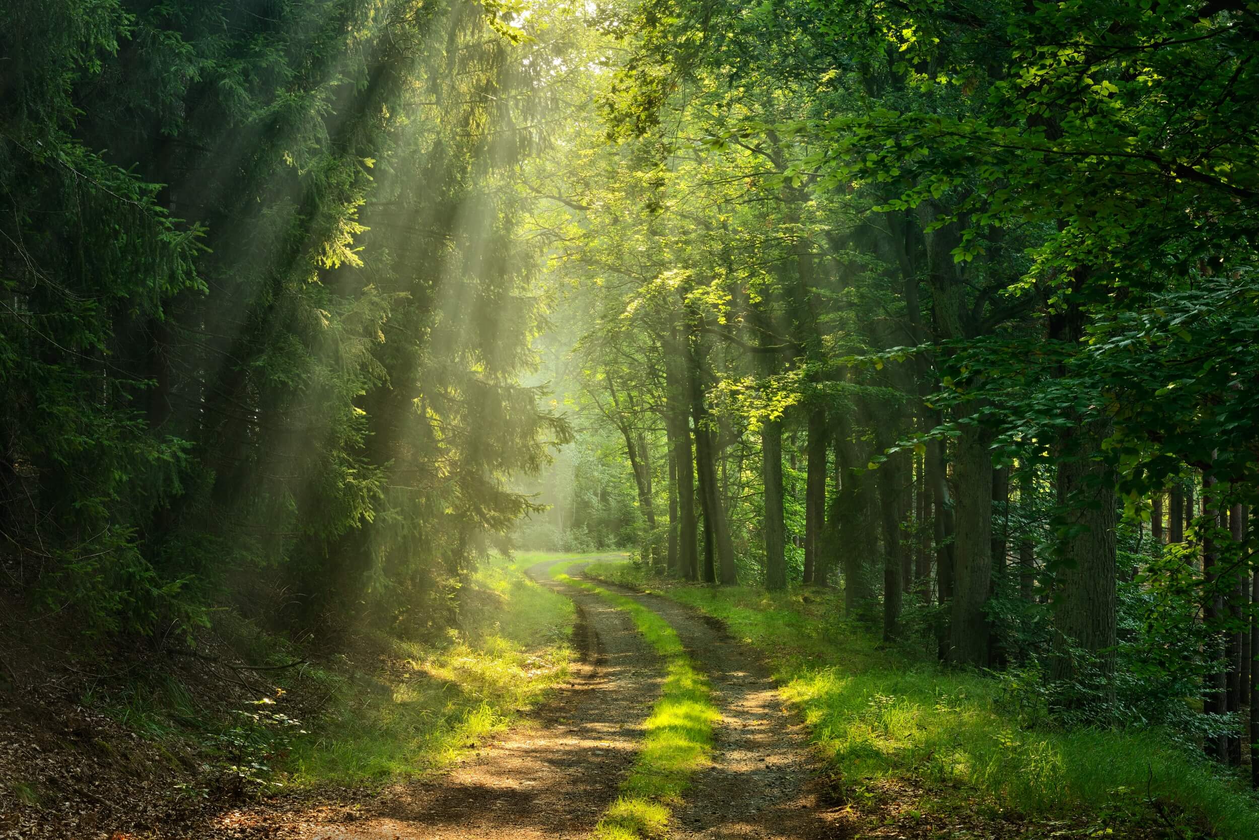 sentier lumineux en forêt – projection d’un avenir apaisé après le divorce