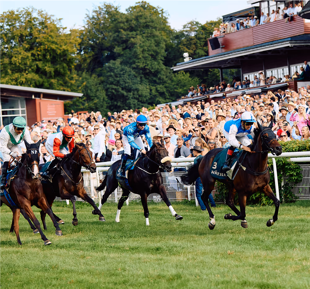 Jockeys riding racehorses on grass track with large crowd of spectators in the background.