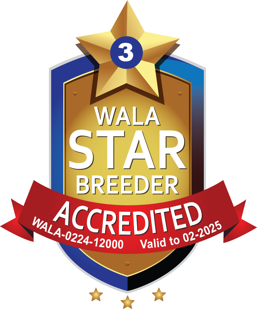 Gold 3-star WALA Star Breeder badge with red ribbon stating accreditation valid to 02-2025.