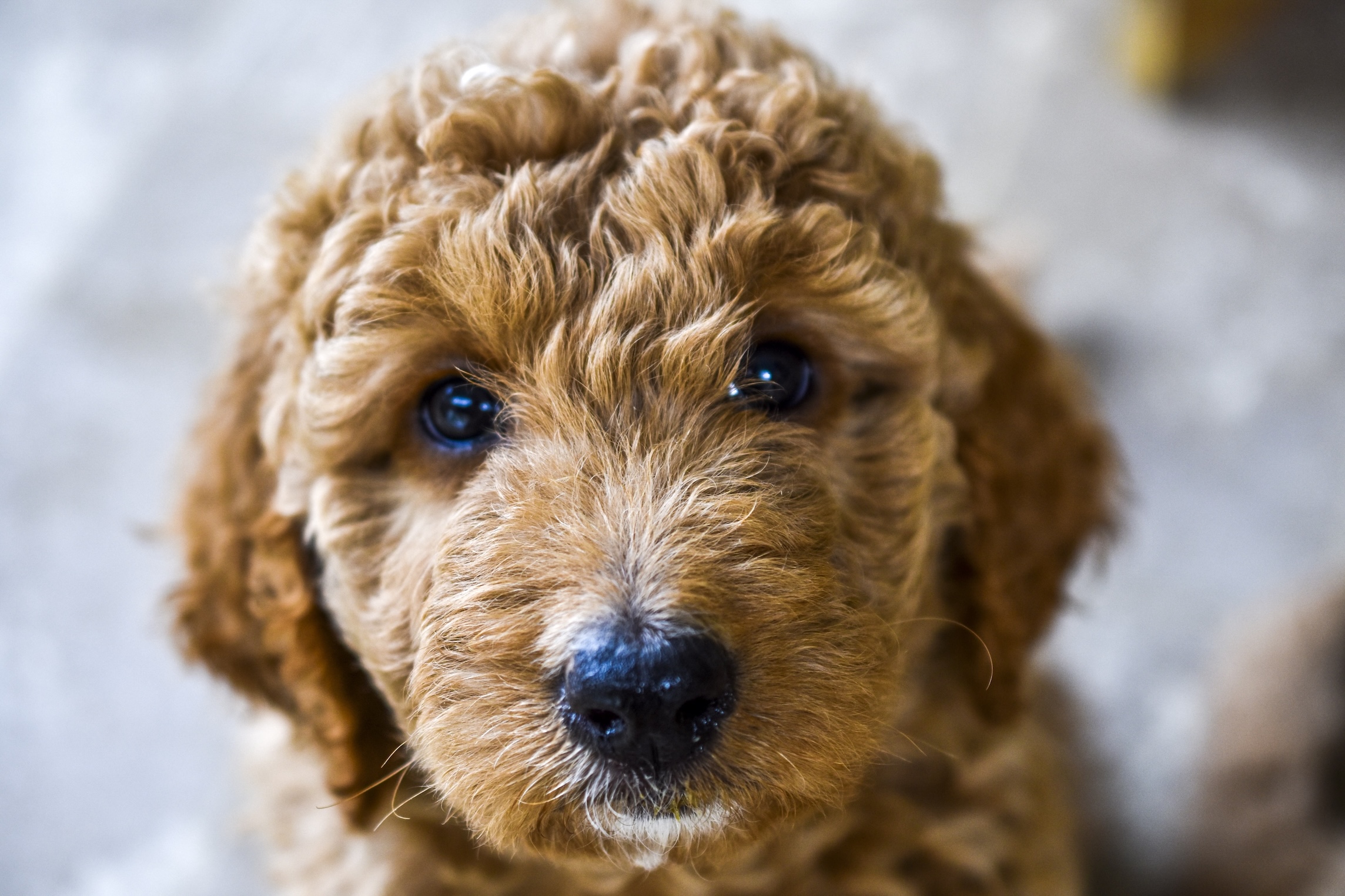 Close-up of a brown curly-haired puppy with dark shiny eyes and a black nose.