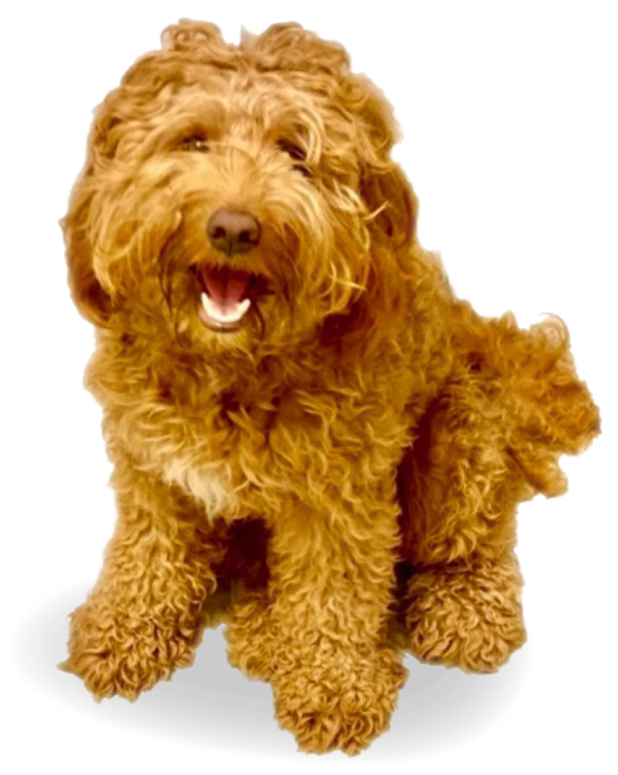 Happy curly-haired golden brown dog sitting and looking forward with mouth open.