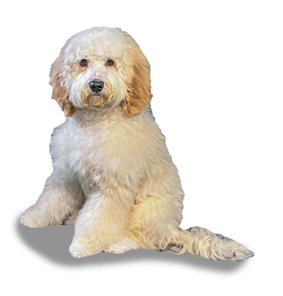 Fluffy cream and light brown dog with curly fur sitting and looking forward.