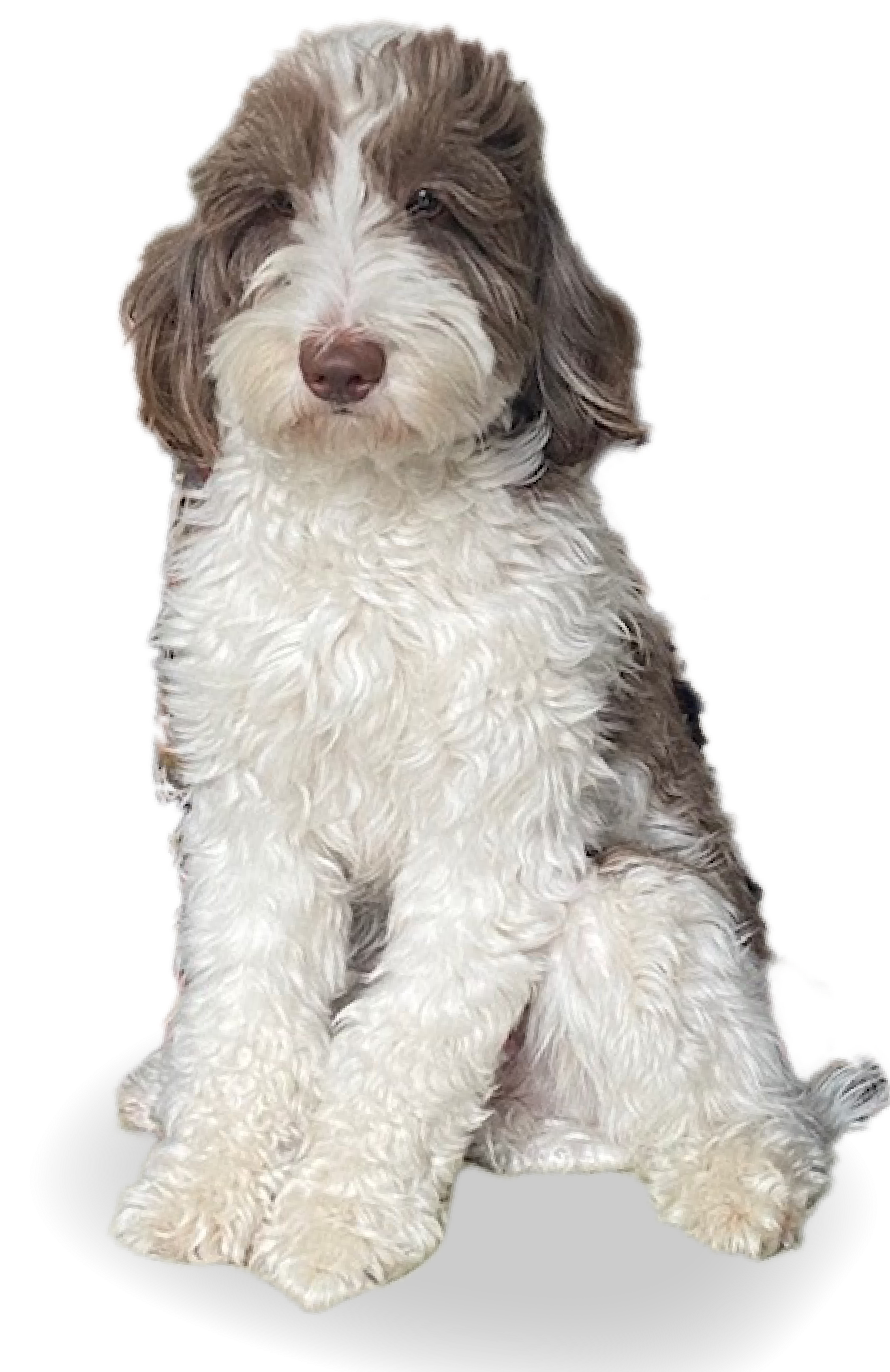 Curly-haired dog with white and brown fur sitting and facing forward.