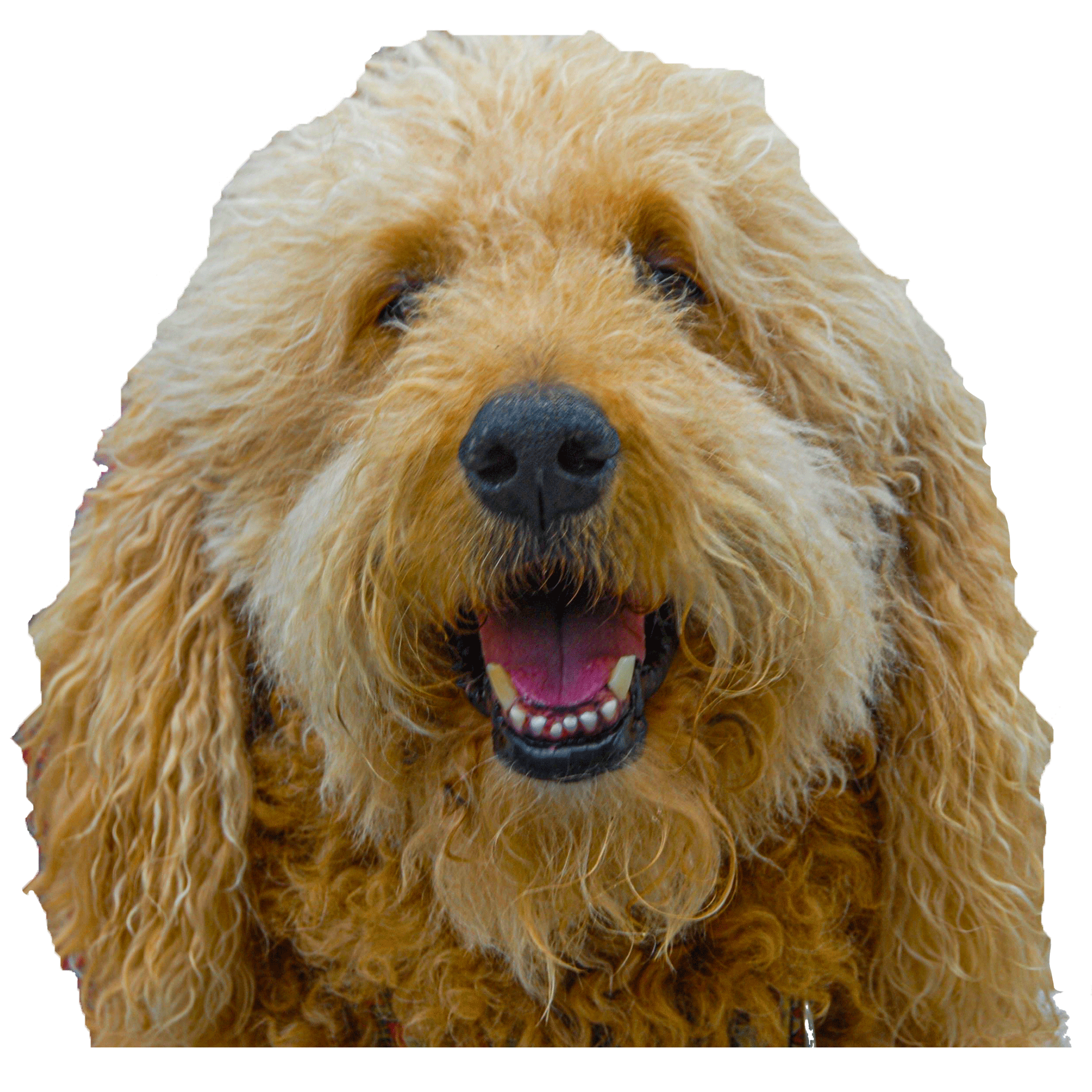 Close-up of a happy brown poodle dog with curly fur and mouth open, showing teeth and tongue.