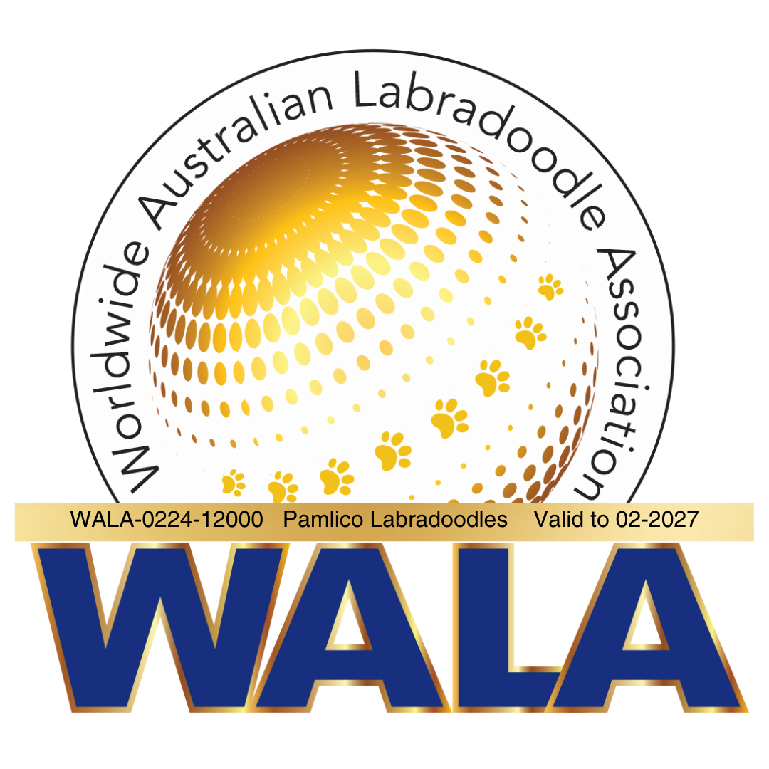 Worldwide Australian Labradoodle Association badge - valid through Feb. 2027