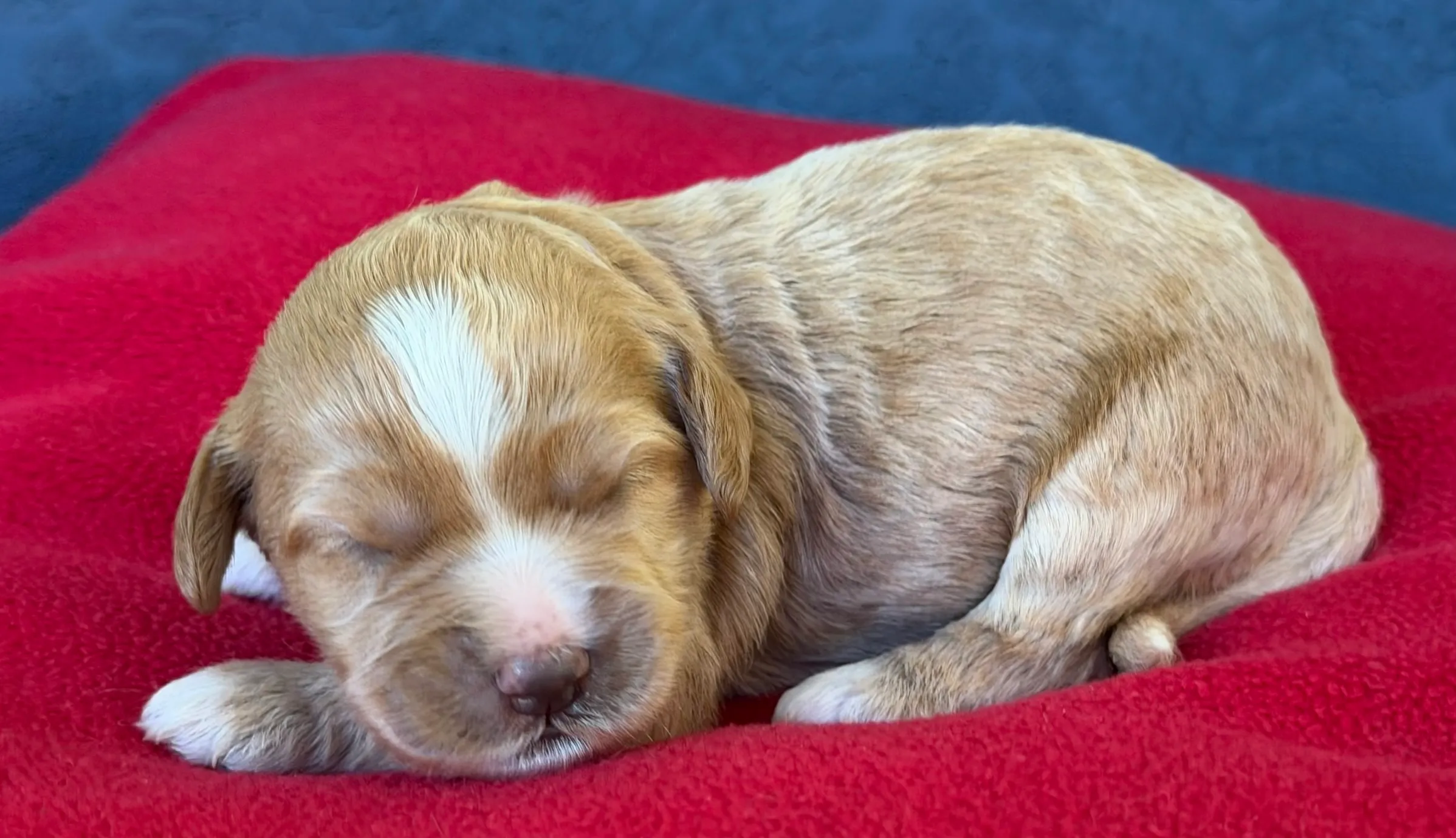 Sleeping light brown and white puppy curled up on a red blanket.