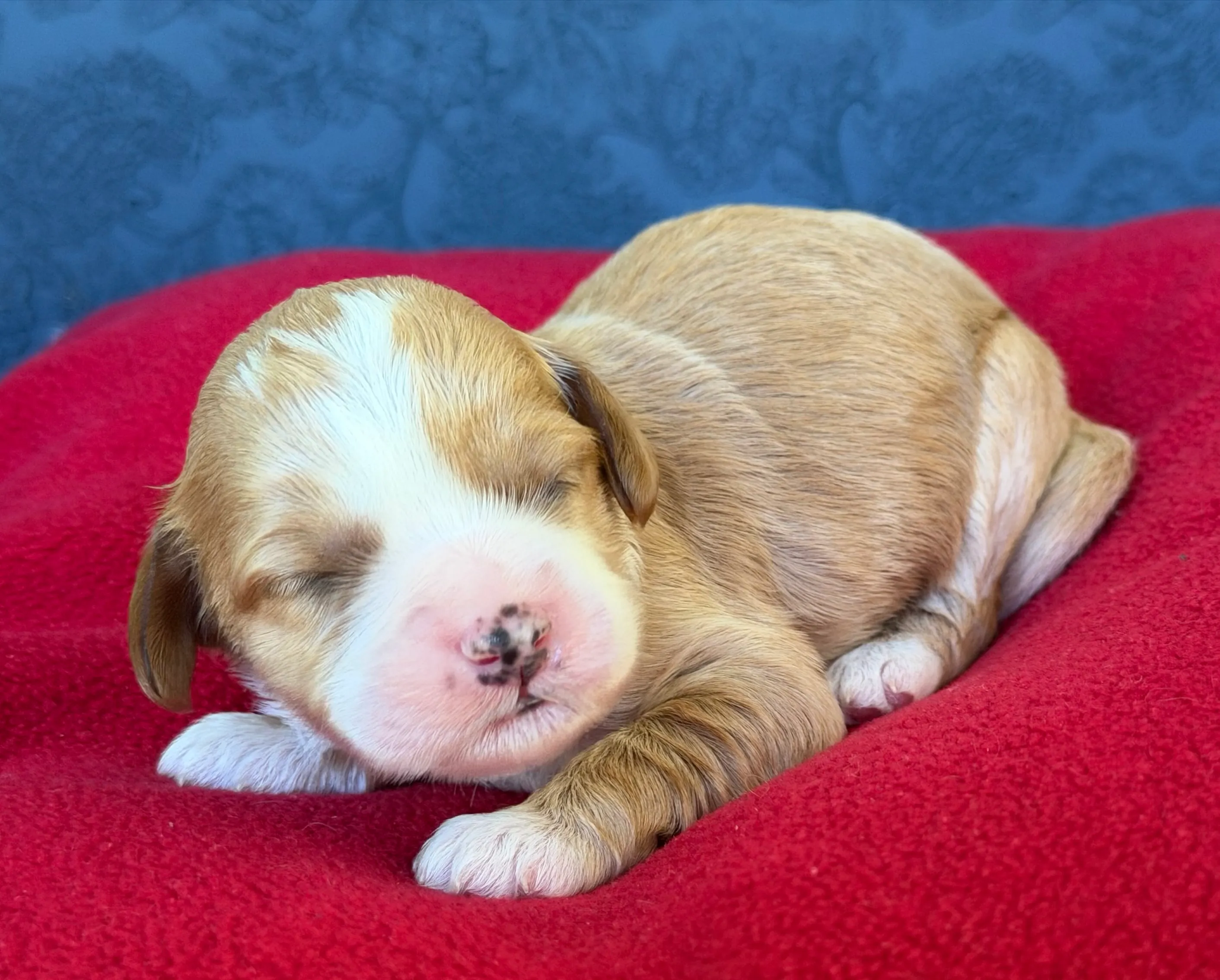 Sleeping newborn puppy with tan and white fur lying on a red blanket.