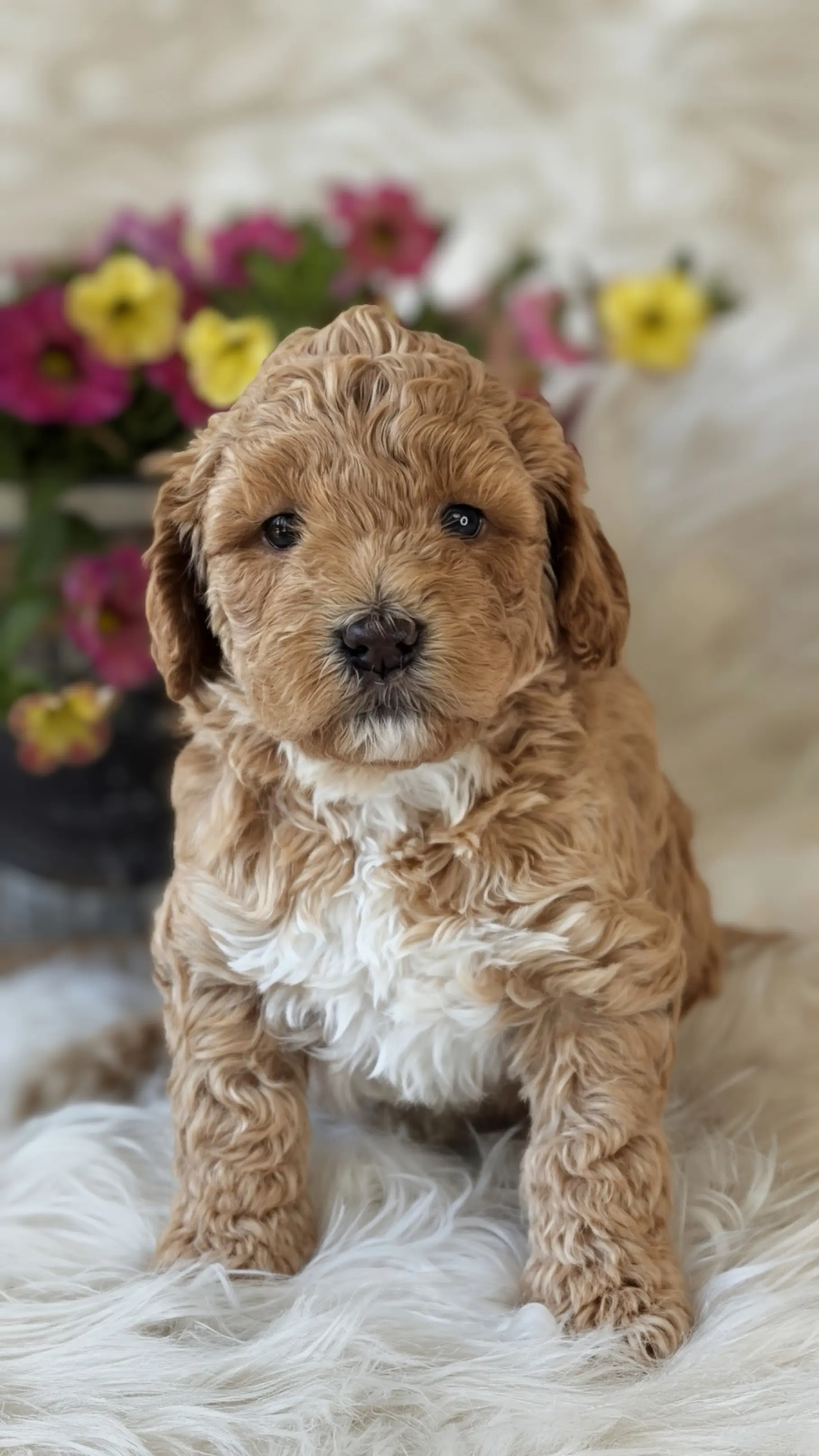 Light brown curly-haired puppy sleeping on a green textured blanket.