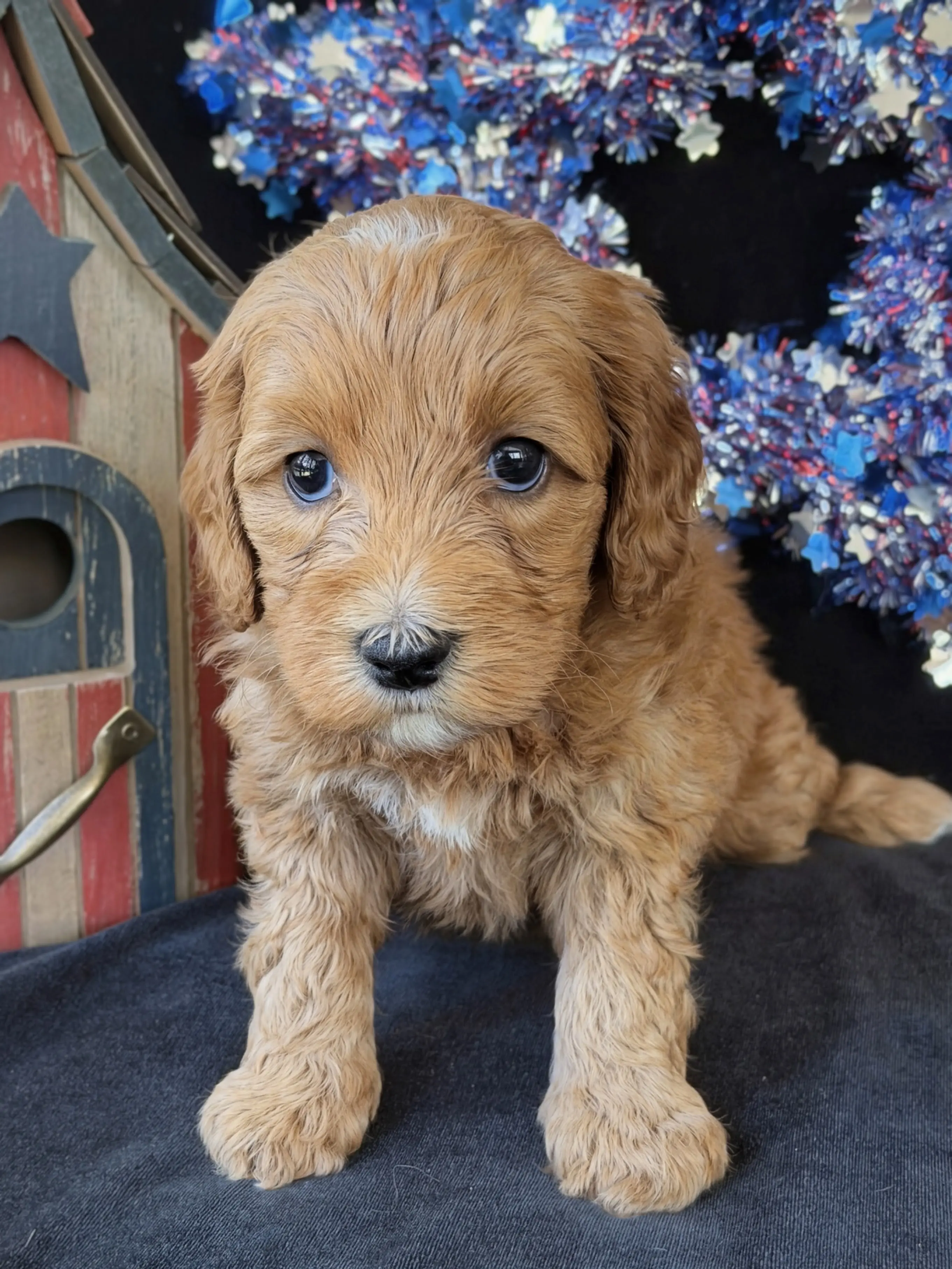 Sleeping light brown puppy with a white patch on its head lying on a red blanket with a blue background.
