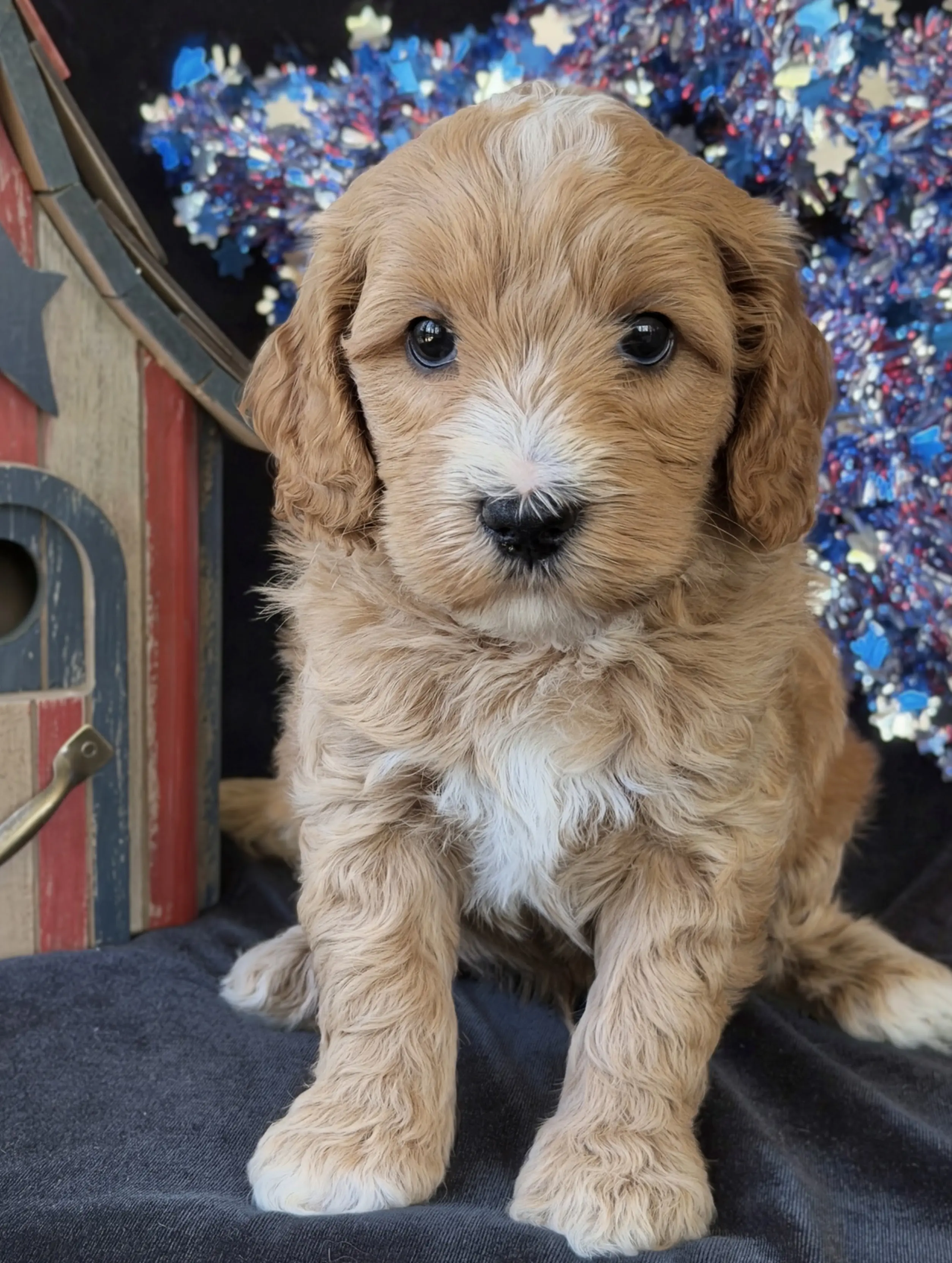 Light brown and white newborn puppy sleeping curled on a red blanket with a blue patterned background.