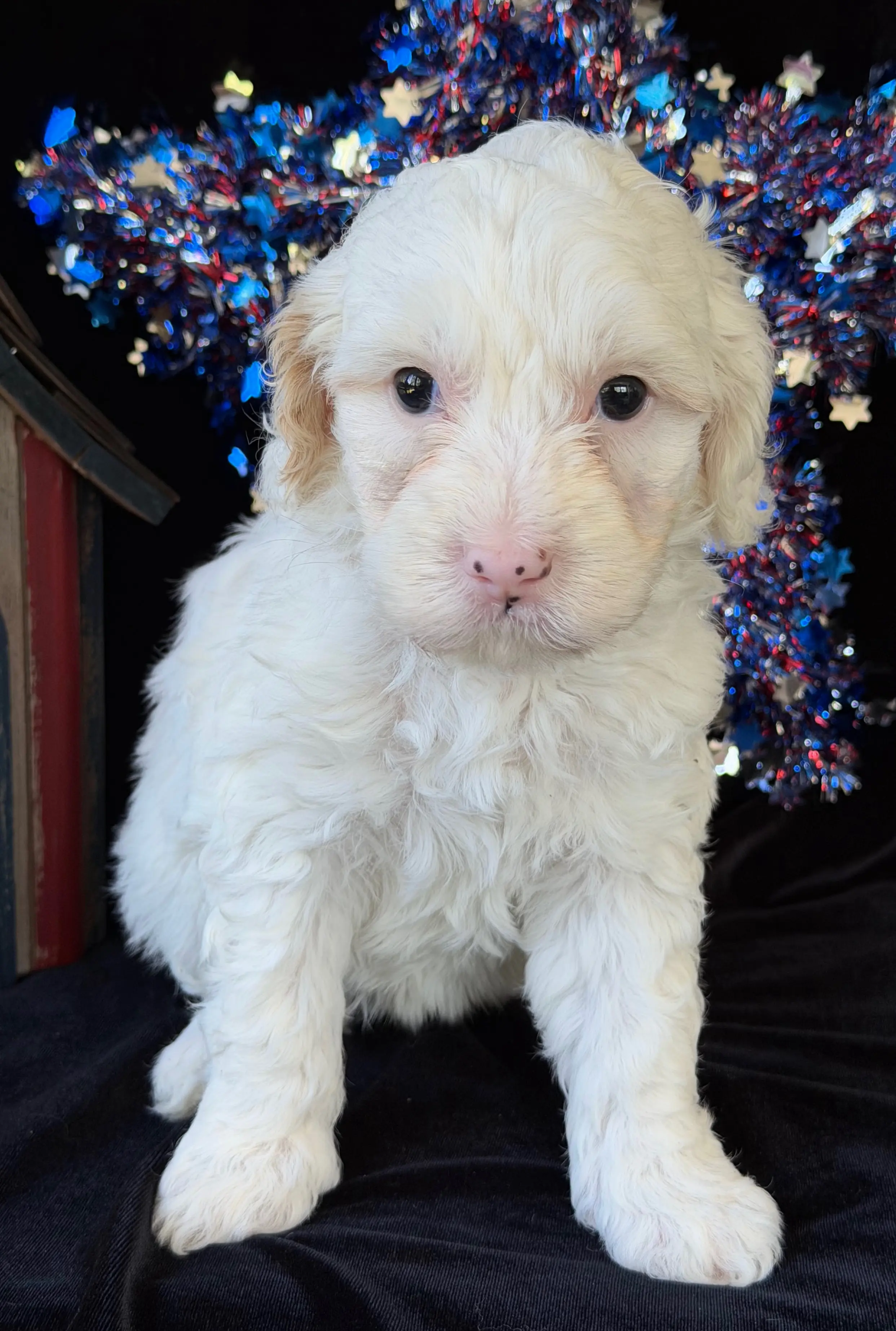 Sleeping newborn white puppy resting on a red blanket.