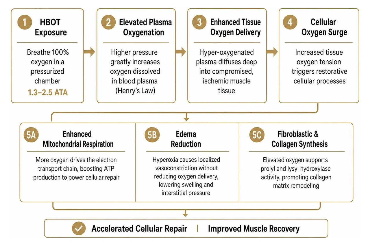 How HBOT elevates plasma oxygenation and accelerates cellular repair How HBOT elevates plasma oxygenation and accelerates cellular repair