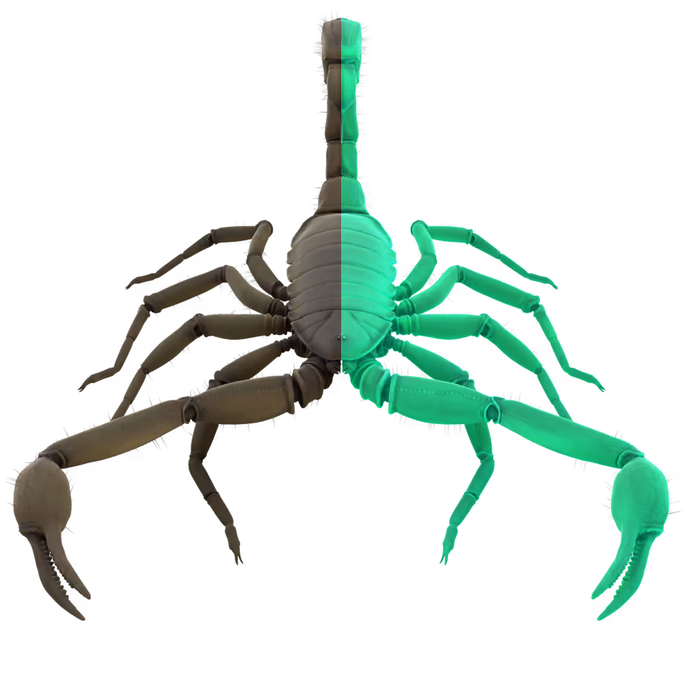 A scorpion's body, where half of it shows the effects of fluorescence.