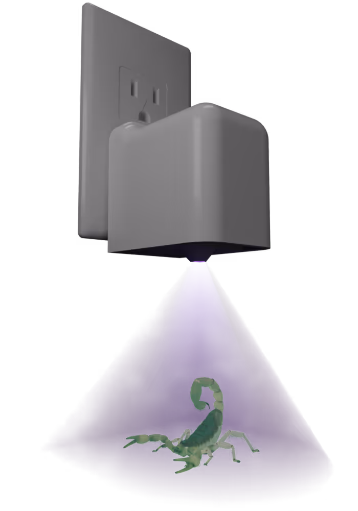 A scorpion showing fluorescence effect