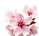 Delicate pink cherry blossoms blooming on a branch against white background