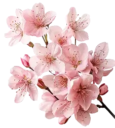 Delicate pink cherry blossoms blooming on a branch against white background
