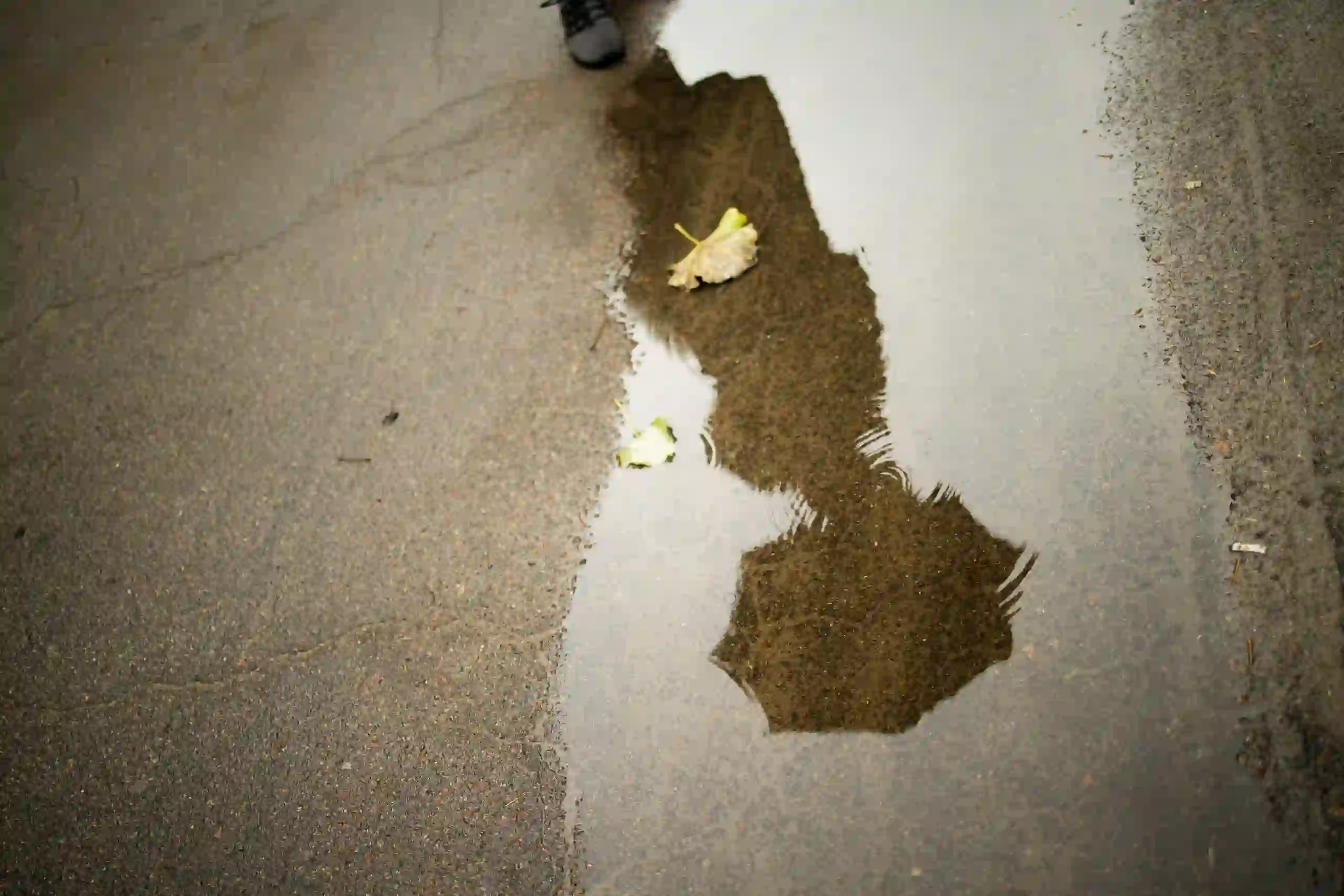 Yellow leaves floating on wet ground reflecting a puddle's surface