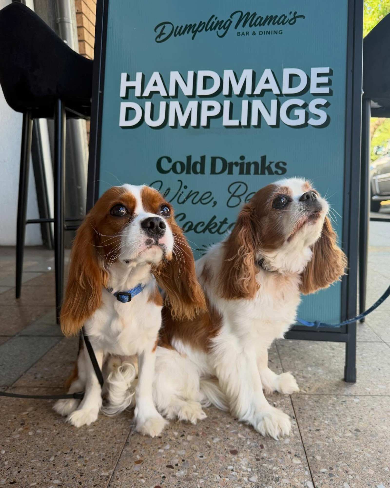 Pet-Friendly Alfresco Seating in Nelson Bay