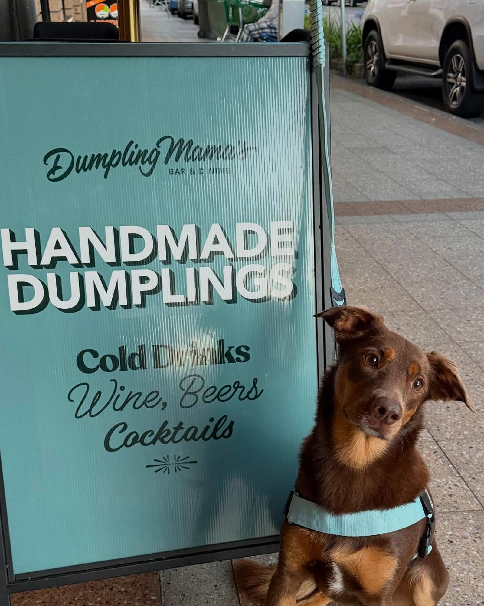 Pet-Friendly Alfresco Seating in Nelson Bay