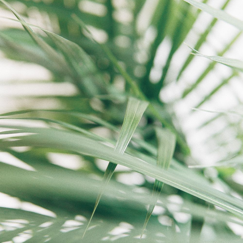 A plant