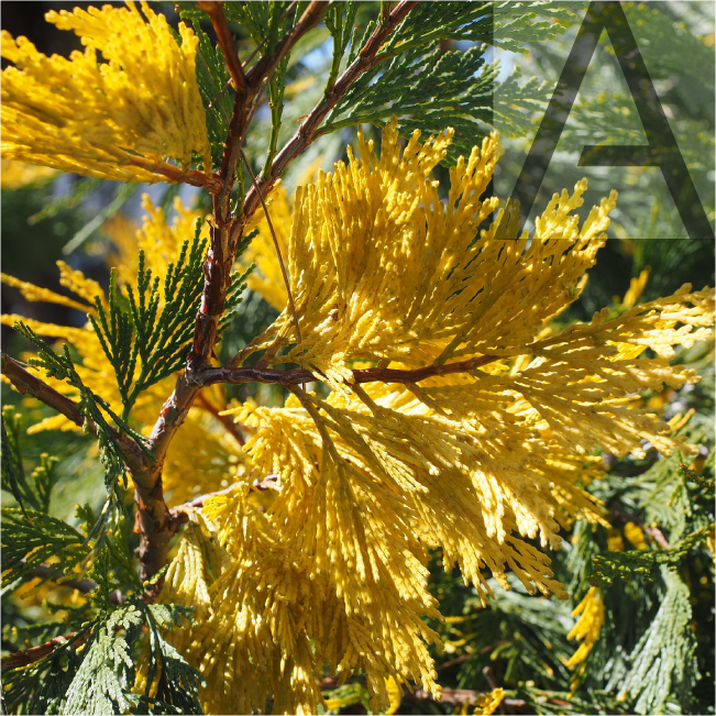 Lemongrass Cedar Mangousteen