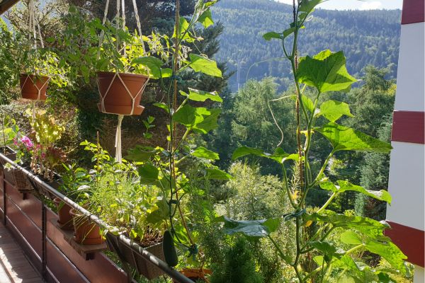 Blick vom Balkon ins Tal