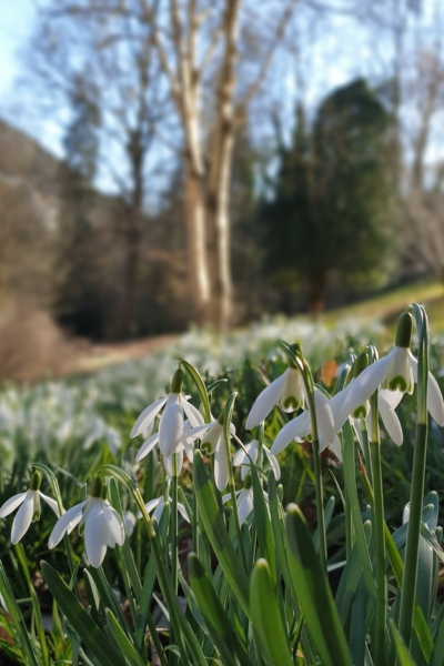 Im Vordergrund Schneeglöckchen und im Hintergrund eine Birke