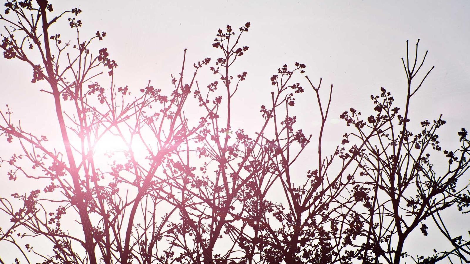 Grid Code Reform: Enabling Renewables at Scale