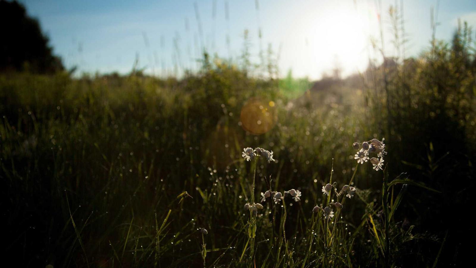 Corporate PPAs: Pricing Structures and Legal Considerations