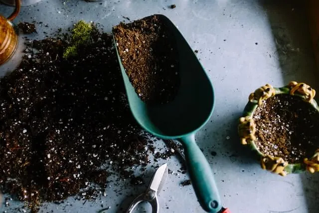 A shovel and a potted plant on a table.